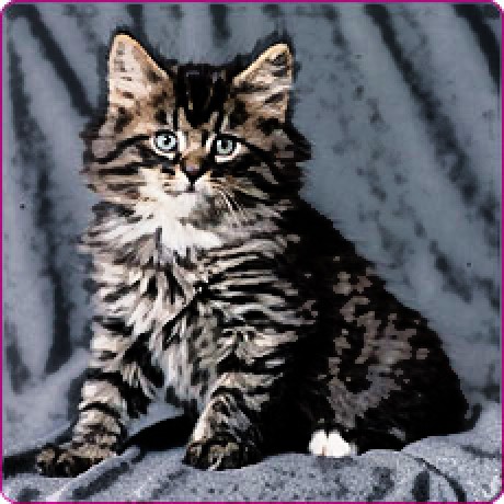 malovaná kočička.jpg